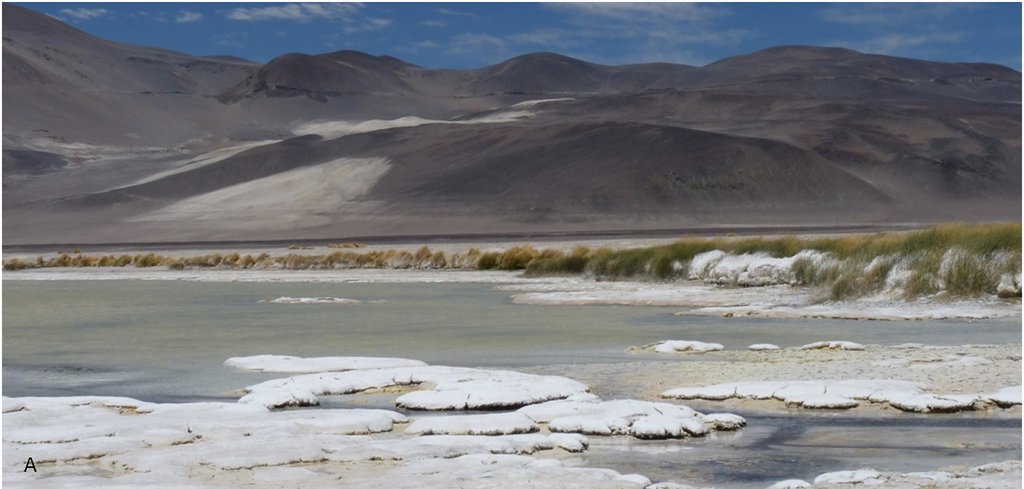 Estromatòlits del llac de Socompa